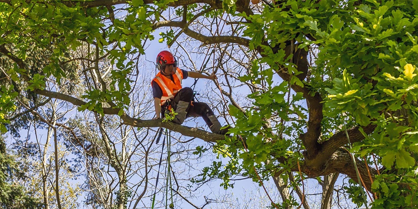 Sydney Tree Lopping