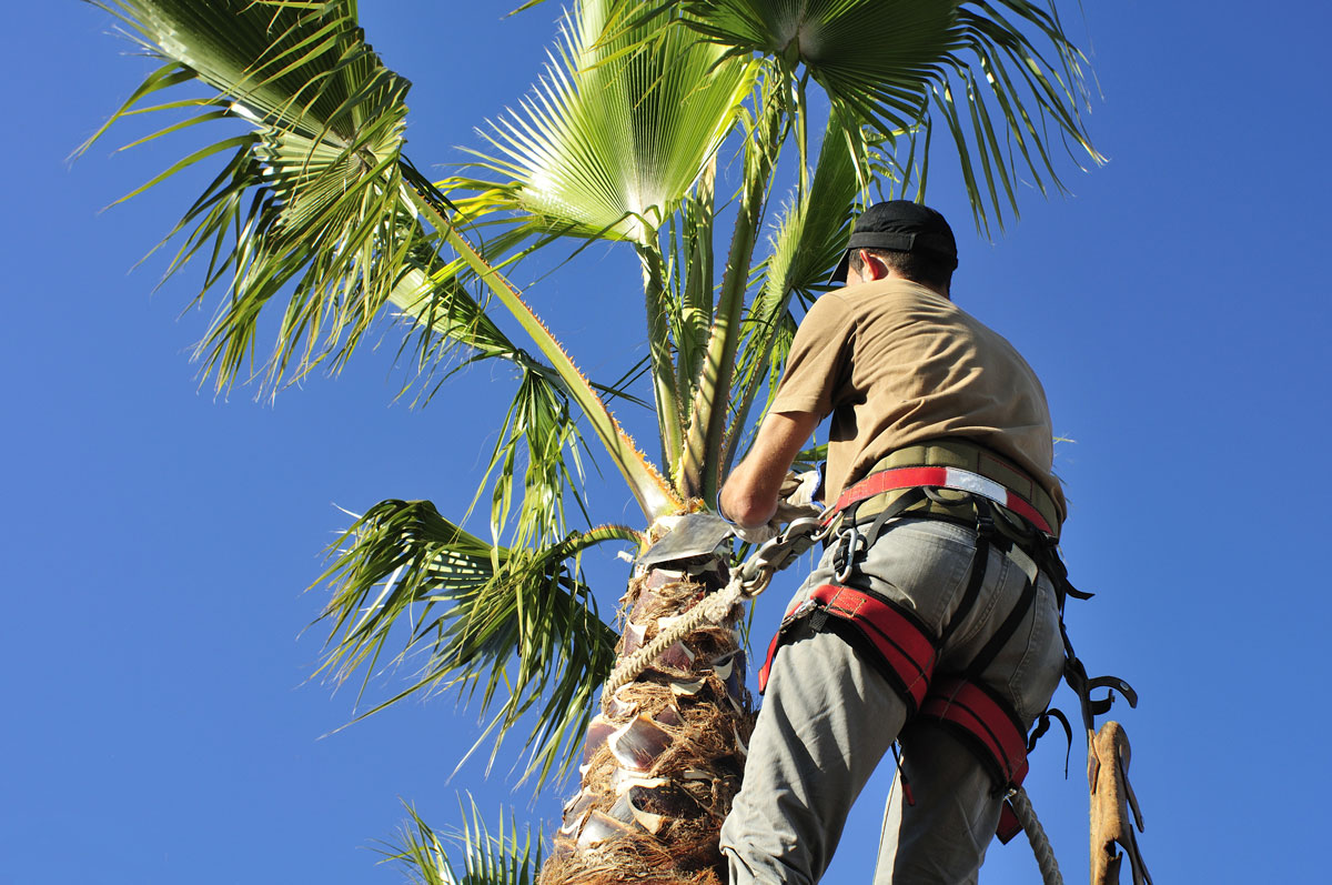 Palm Tree Removal Sydney