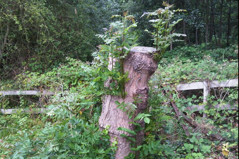 Sydney Tree Removal Services
